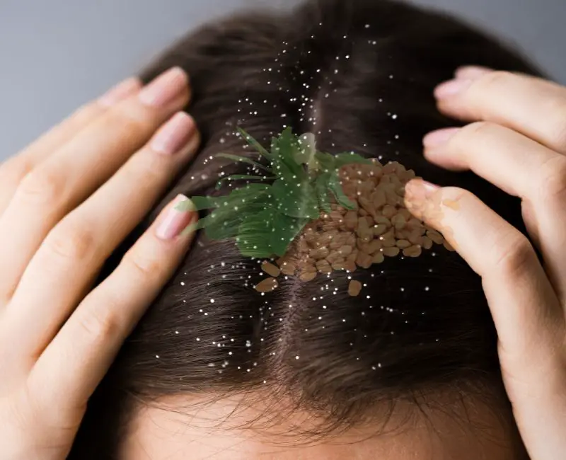 Dandruff Treatment With Fenugreek Seeds