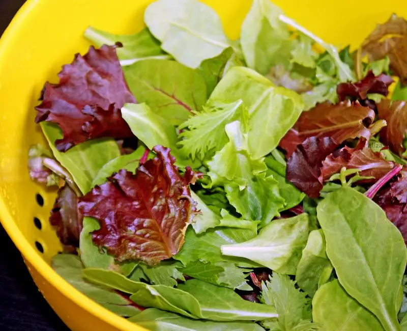 What Type Of Lettuce Is In Spring Mix