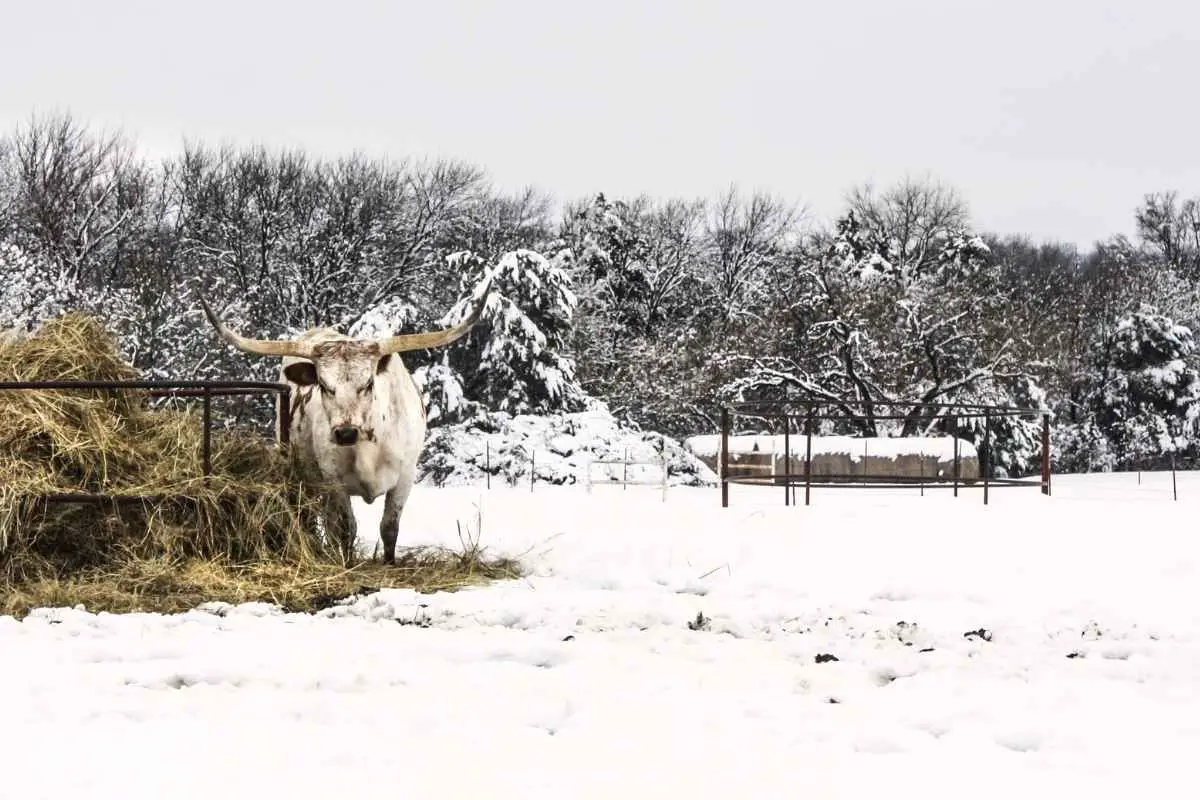 is there snow in texas in winter
