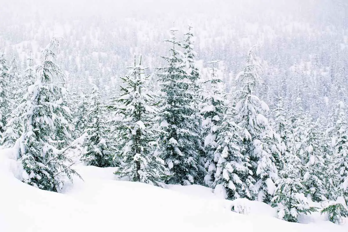 where does it snow in san diego county