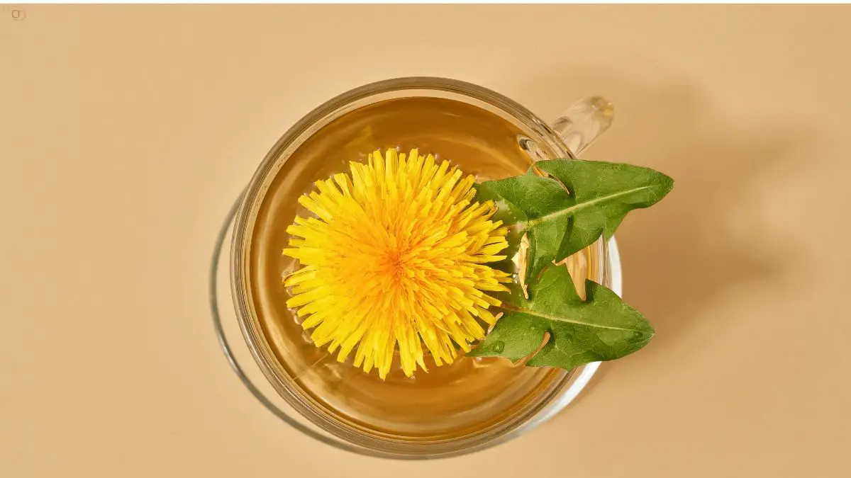 How To Make Dandelion Tea From Fresh Leaves