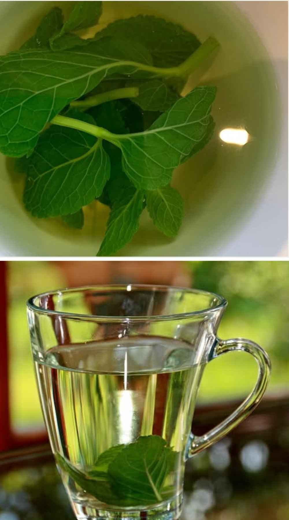 How To Make Mint Tea With Fresh Leaves