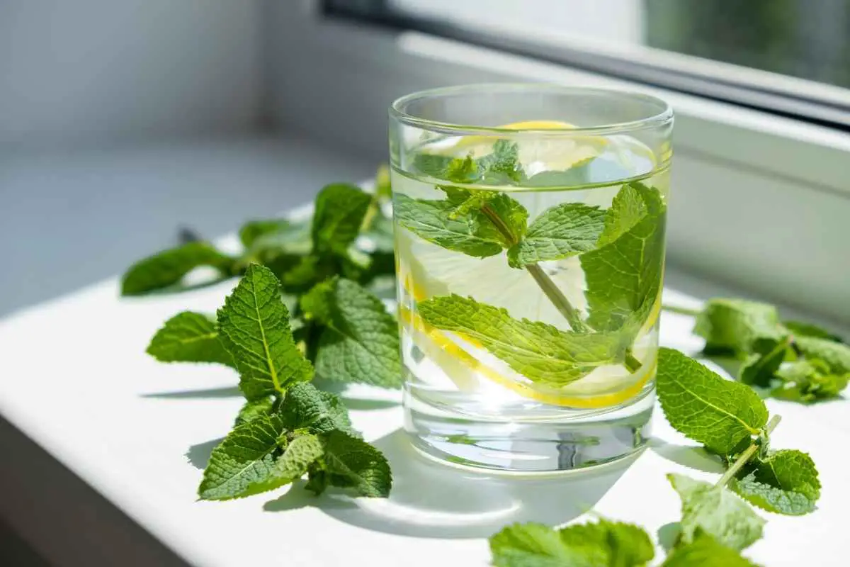Lemon And Mint Detox Water Benefits