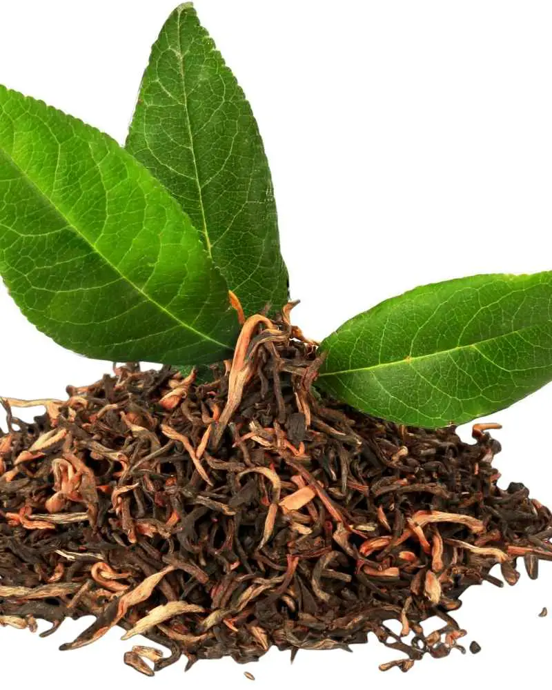 bancha tea