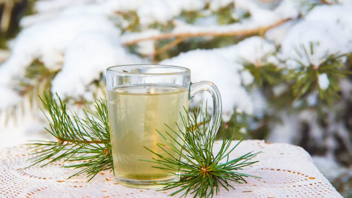 How To Make White Tea